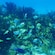 Schools of tropical fish swimming amid sea plants at the bottom of the ocean